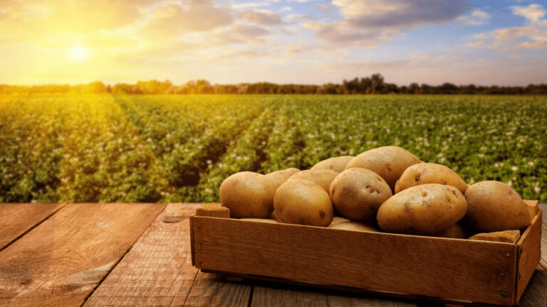 Na pultoch sa čoskoro objavia prvé tohtoročné zemiaky. Pestovateľom praje počasie