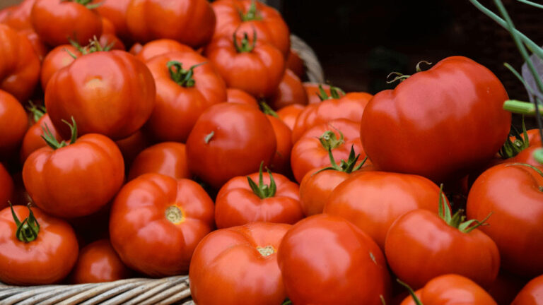 Najlepšie hnojivo na paradajky máte doma. Denne ho vyhadzujete do odpadu